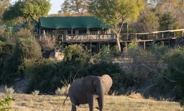 Elephants