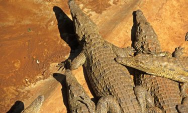 Crocodile Farm & Snake Park
