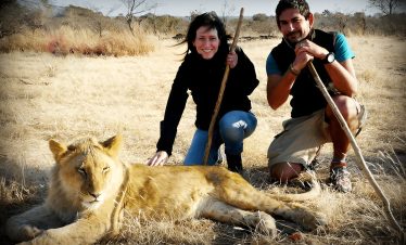 Lion Walk